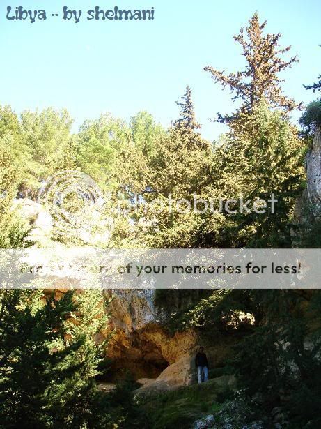 Libyanforest22.jpg