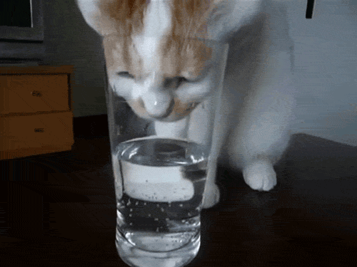 friday_gif_selection_20.gif