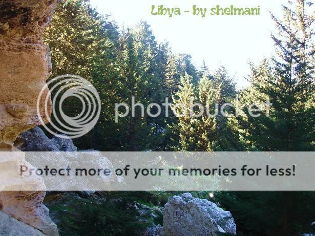 Libyanforest8.jpg
