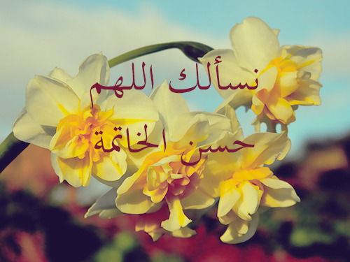tumblr_n1787xeRWh1tskd8wo1_500.jpg