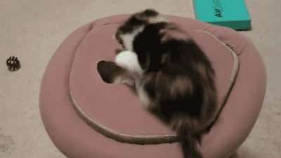tumblr_mv0u9iQrdo1qbyxr0o1_400.gif