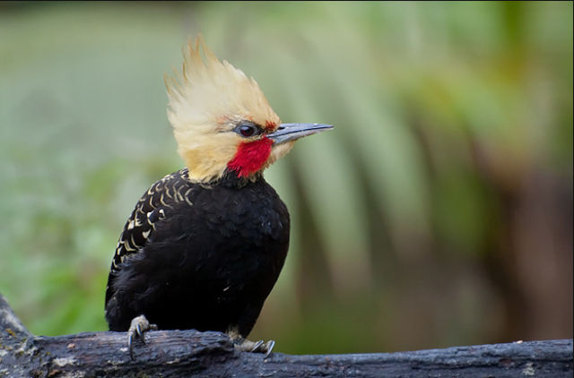 beautiful_birds_of_the_world_640_38.jpg