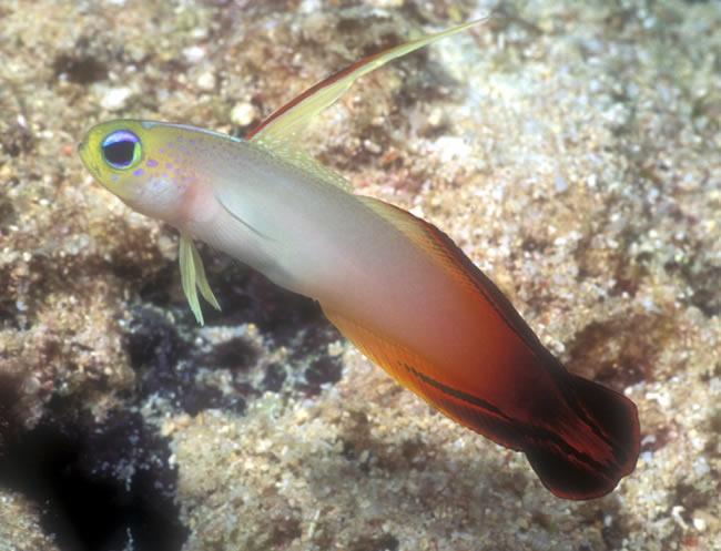 FireGoby_s.jpg