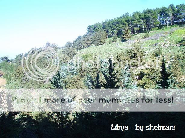 Libyanforest42.jpg