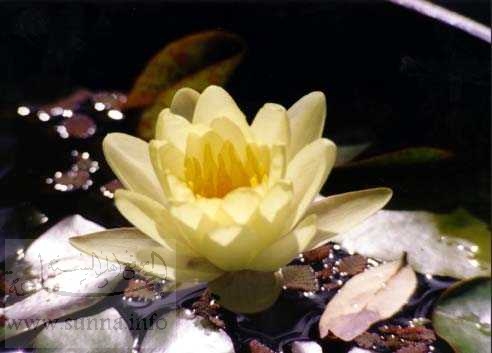 www-sunna-info-157.jpg