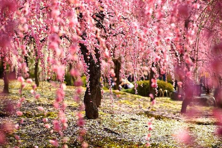 sakura3.jpg