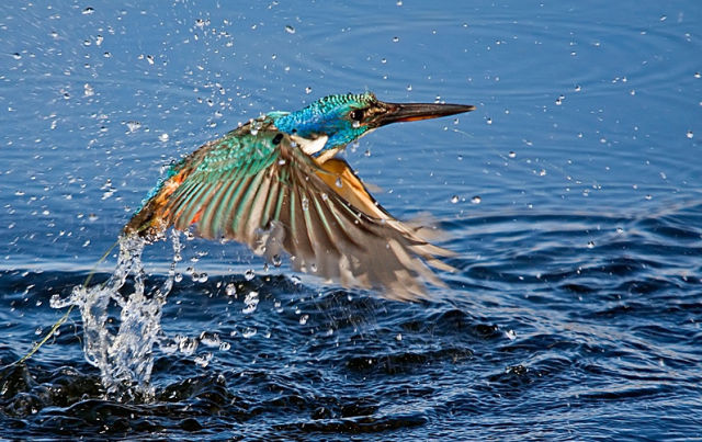 beautiful_birds_of_the_world_640_33.jpg