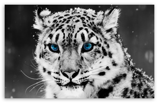 snow_leopard___black_and_white_portrait-t2.jpg
