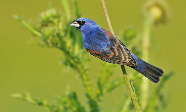 beautiful_birds_of_the_world_640_26.jpg