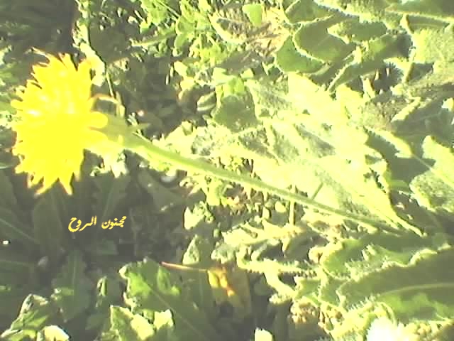 spm_a042.jpg