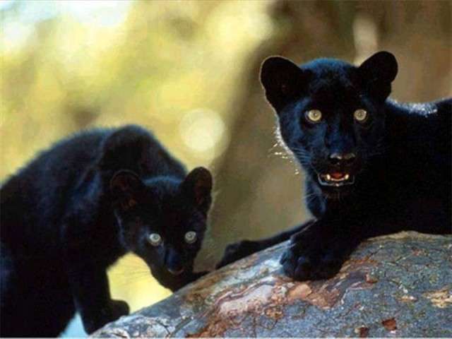 feline18.jpg