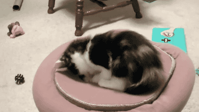 tumblr_mv0u9iQrdo1qbyxr0o2_r1_400.gif