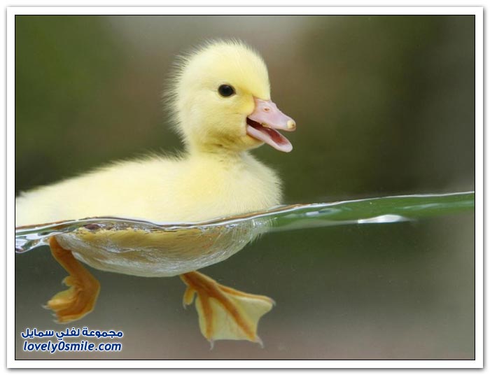 Great-photos-of-birds-around-the-world-01.jpg