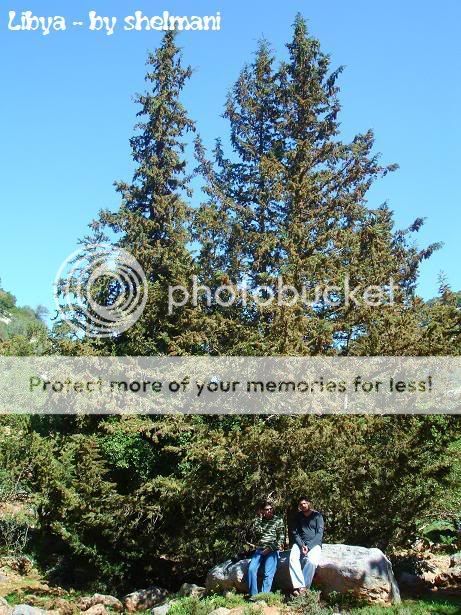 Libyanforest27.jpg