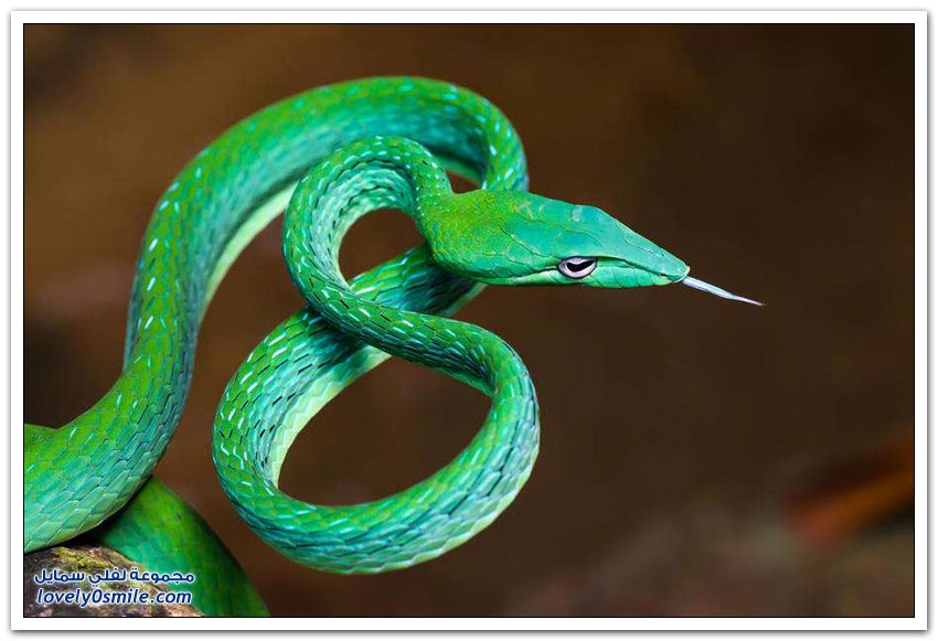 Snakes-beautiful-but-terrifying-17.jpg