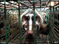 _39705245_civet_afp_203body.jpg