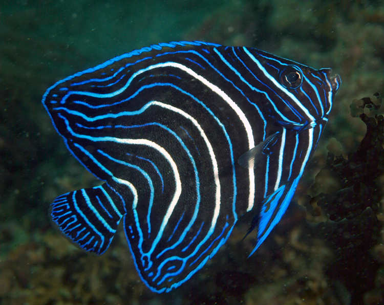 angelfish5.jpg