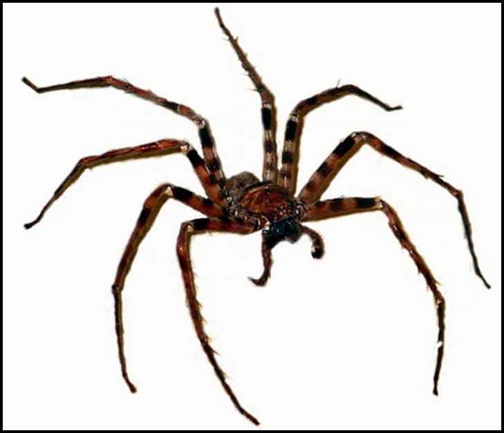 spider_giant.jpg