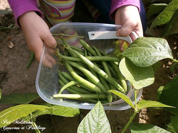 haricot-vert.jpg