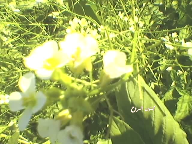 spm_a026.jpg