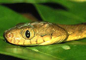 BrownTreeSnake2-HeadOnLeaf.jpg