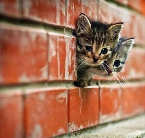 adorable-cat-cats-cute-kitten-Favim.com-113602.jpg