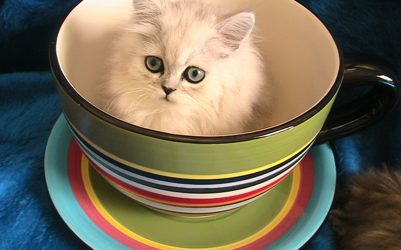 cup-of-kitty.jpg