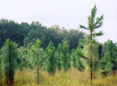 Young_pine_trees.jpg
