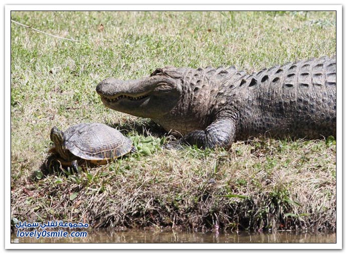 turtle-and-crocodile-06.jpg