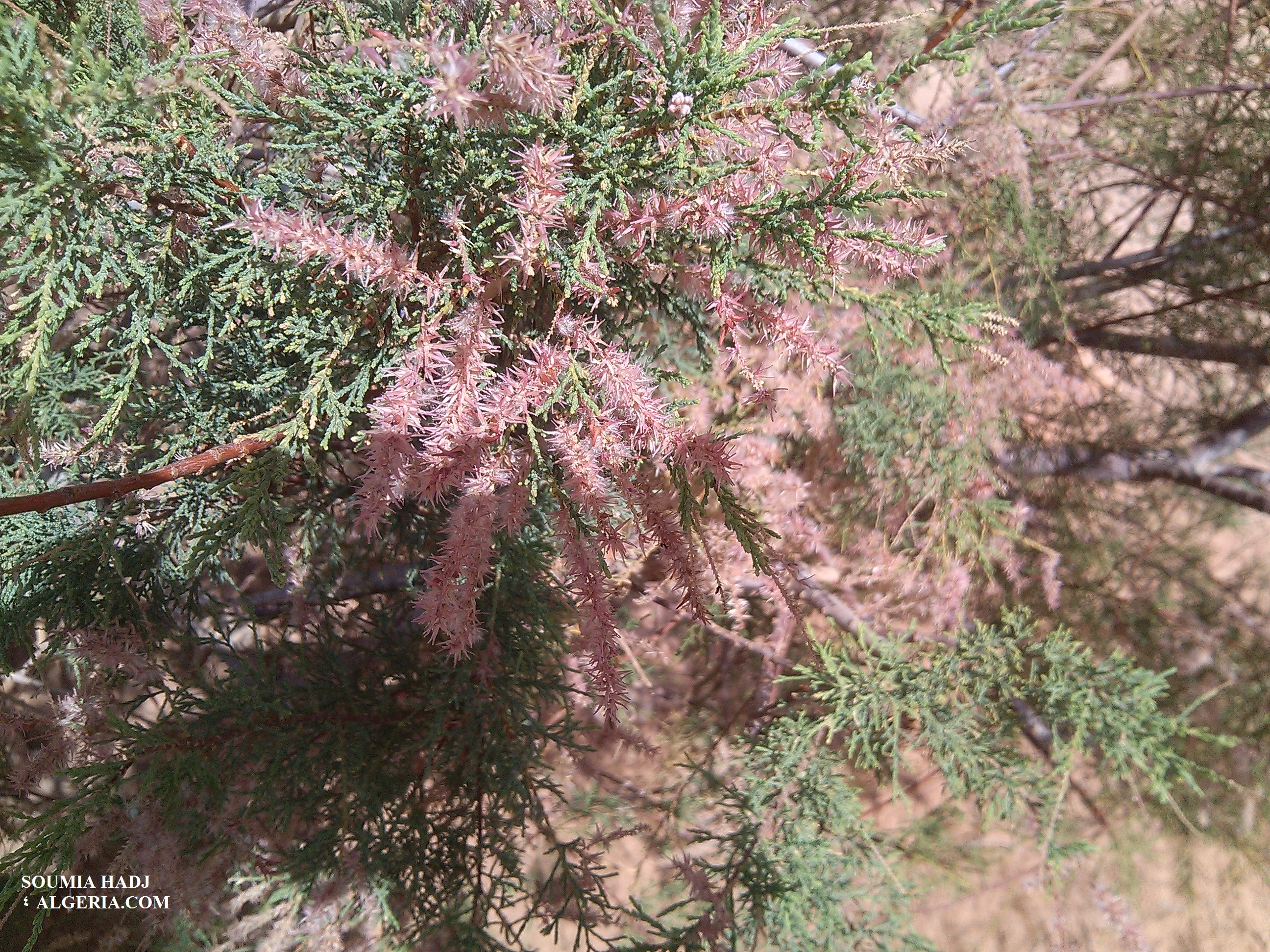 p_281vlb31.jpg