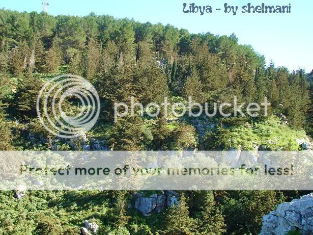Libyanforest17.jpg