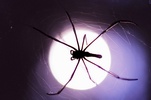spider_large.JPG