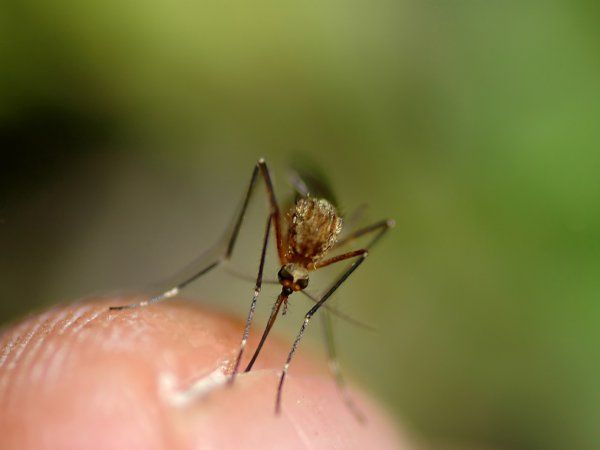 moustique.jpg
