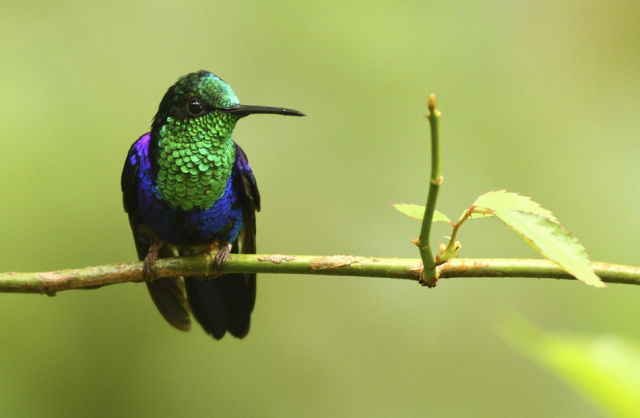 beautiful_birds_of_the_world_640_19.jpg