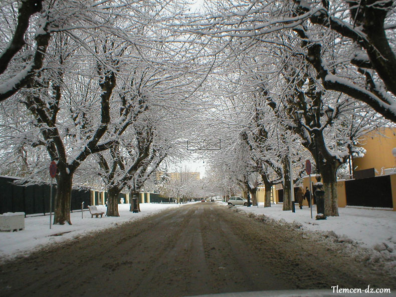 tlemcen-neige.jpg