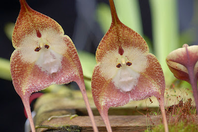 monkey+orchid+2.jpg