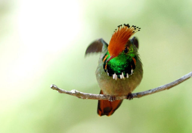 beautiful_birds_of_the_world_640_24.jpg