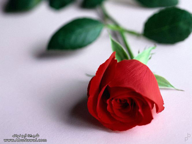 flower18.jpg