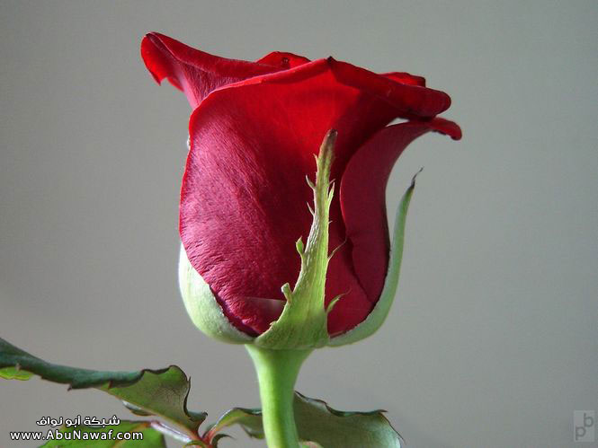 flower7.jpg
