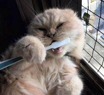cat-brush.jpg