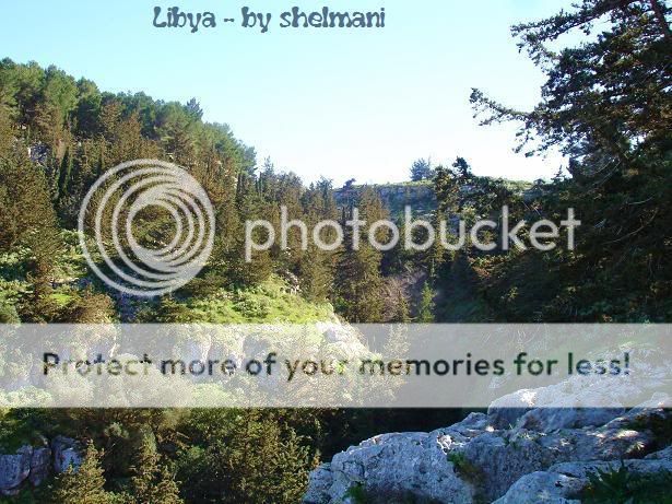 Libyanforest12.jpg