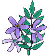 violettes4.gif
