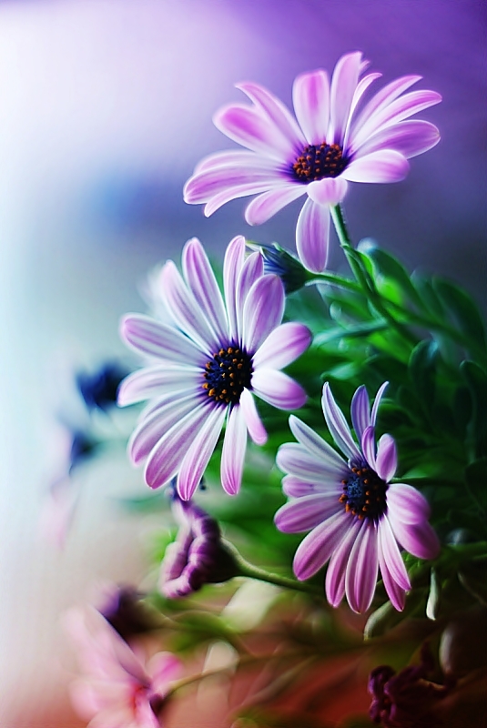 __by_justine1985-d3huafq.jpg