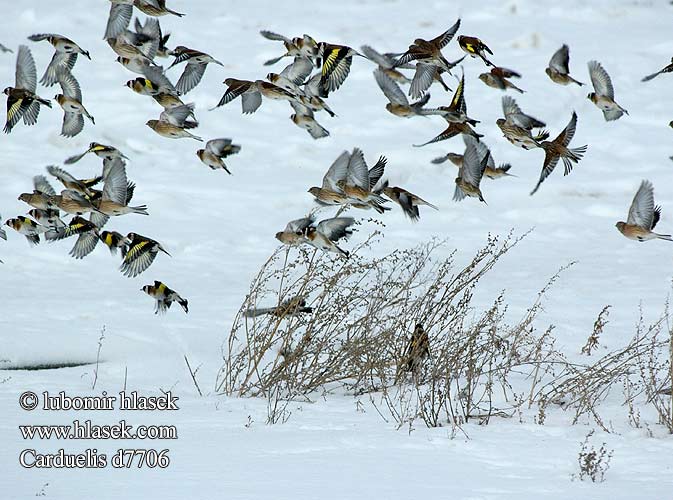 carduelis_d7706.jpg