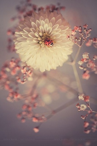 image130438.html