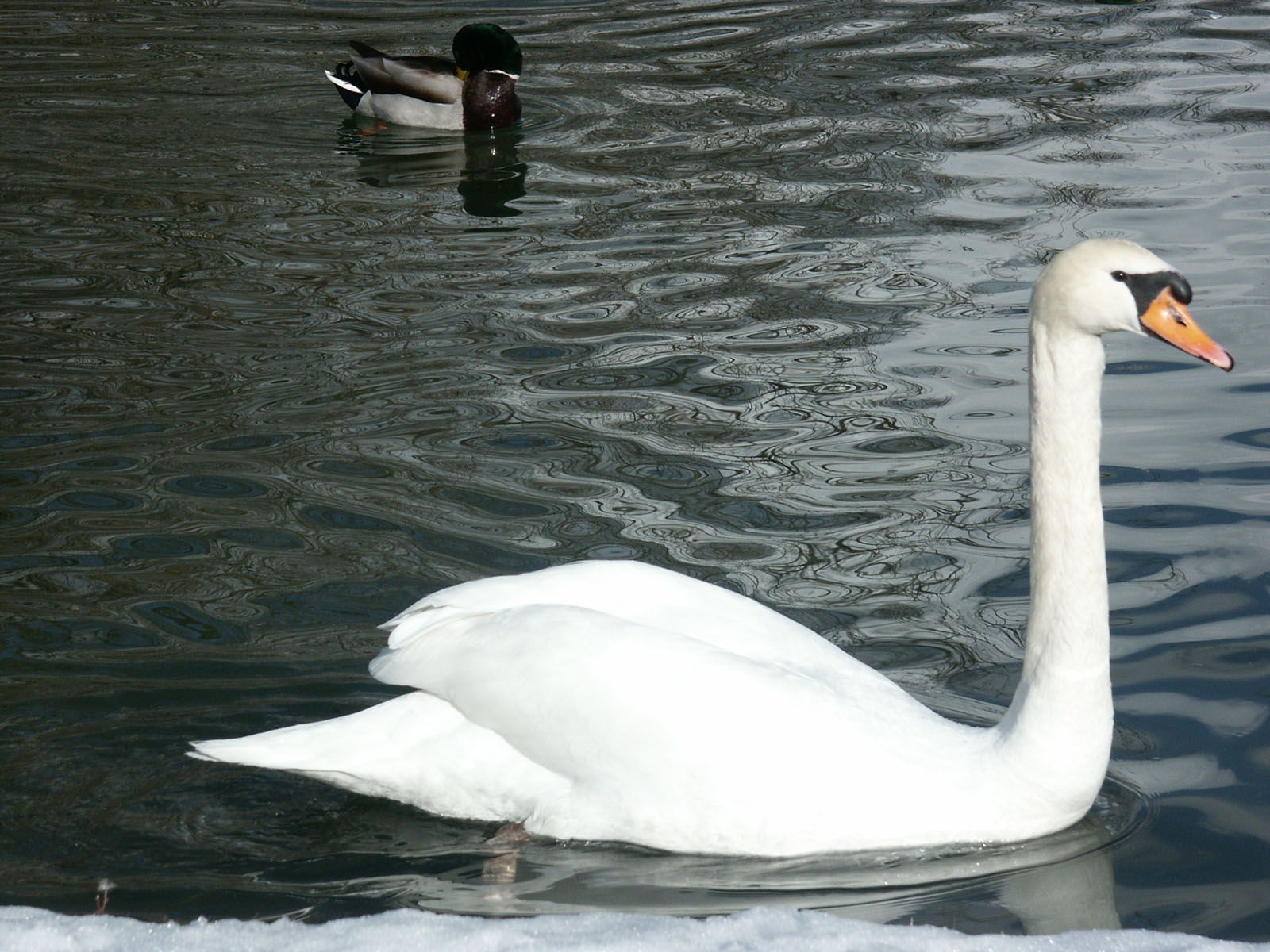 Schwan1.jpg