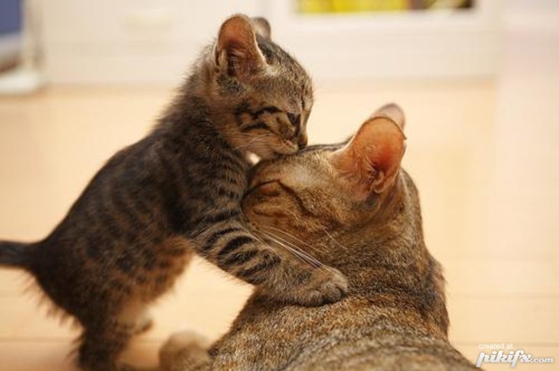 cat-kiss.jpg