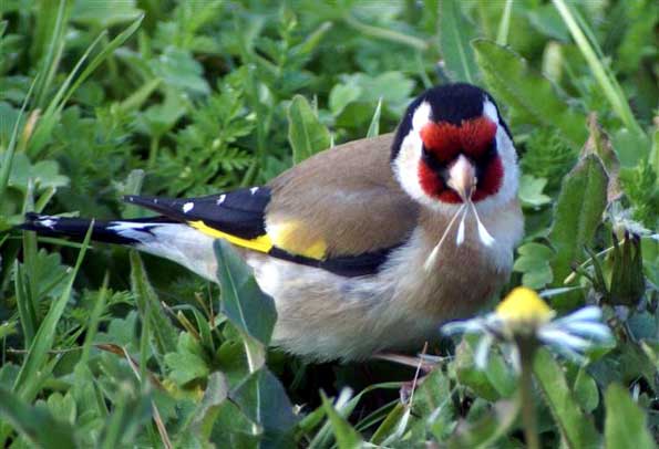 jpg_013-01-ko-Chardonneret.jpg