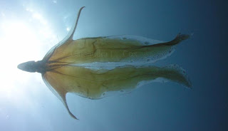 TremoctSilhou1.jpg