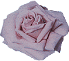 rose09.gif